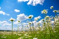 Summer rural landscape with a blossoming meadow and the blue sky