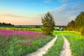 Summer rural landscape with a blossoming meadow, road and a farm Royalty Free Stock Photo