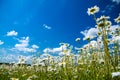 Summer rural landscape with the blue sky