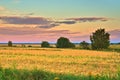 Summer rural landscape - a field of mowed rye at dawn.