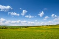 Summer, rural landscape. The field of yellow dandelions and on the back background a blue sky with white heap clouds. Royalty Free Stock Photo