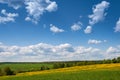 Summer, rural landscape. The field of yellow dandelions and on the back background a blue sky with white heap clouds. Royalty Free Stock Photo