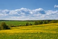 Summer, rural landscape. The field of yellow dandelions and on the back background a blue sky with white heap clouds. Royalty Free Stock Photo