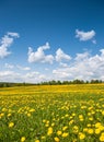 Summer, rural landscape. The field of yellow dandelions and on the back background a blue sky with white heap clouds. Royalty Free Stock Photo