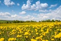 Summer, rural landscape. The field of yellow dandelions and on the back background a blue sky with white heap clouds. Royalty Free Stock Photo