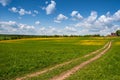 Summer, rural landscape. The field of yellow dandelions and on the back background a blue sky with white heap clouds. Royalty Free Stock Photo