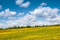 Summer, rural landscape. The field of yellow dandelions and on the back background a blue sky with white heap clouds. Royalty Free Stock Photo