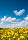 Summer, rural landscape. The field of yellow dandelions and on the back background a blue sky with white heap clouds. Royalty Free Stock Photo