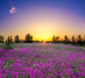 Summer rural landscape with flowering purple flowers on a meadow Royalty Free Stock Photo