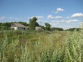 Summer rural landscape. In the foreground, high grass-wormwood, and Thistle.