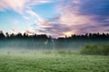 Summer rural landscape with forest, a meadow and fog at sunrise. Royalty Free Stock Photo