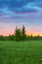Summer rural landscape with forest, a meadow and fog at sunrise Royalty Free Stock Photo