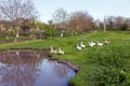 Summer rural landscape with geese going to the pond in a green meadow Royalty Free Stock Photo