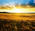 Summer rural landscape with golden barley on the field. Royalty Free Stock Photo