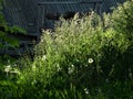 Summer rural landscape with green plants and old well water Royalty Free Stock Photo