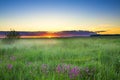 Summer rural landscape with a meadow and blossoming flowers Royalty Free Stock Photo