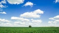 Corn field and tree, summer landscape