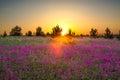 Summer rural landscape with purple flowers on a meadow Royalty Free Stock Photo