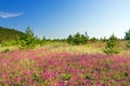 Summer rural landscape with purple flowers on a meadow Royalty Free Stock Photo