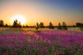 Summer rural landscape with purple flowers on a meadow and sun Royalty Free Stock Photo