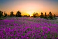 Summer rural landscape with purple flowers on a meadow Royalty Free Stock Photo
