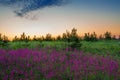 Summer rural landscape with purple flowers on a meadow Royalty Free Stock Photo