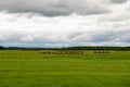 Summer rural landscape with rolls of straw in a field Royalty Free Stock Photo