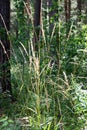 Summer rural landscape. Tall grass in the foreground. Forest with tall fir trees. Autumn, summer sunset or sunrise Royalty Free Stock Photo