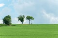 Summer rural landscape with trees Royalty Free Stock Photo
