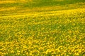 Summer, rural landscape. Yellow dandelion field. A large plan of flowers. Royalty Free Stock Photo