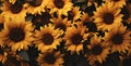Summer rural yellow flowers closeup field sunflower sunny nature agriculture plant
