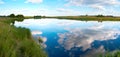 Summer rushy lake panorama