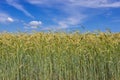 Summer rye field in Poland Royalty Free Stock Photo