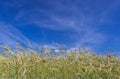 Summer rye field in Poland Royalty Free Stock Photo