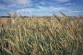 Summer rye field in Poland Royalty Free Stock Photo