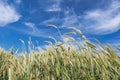 Summer rye field in Poland Royalty Free Stock Photo