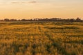 Summer rye field at sunset Royalty Free Stock Photo