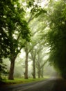 Summer's Rain in Blue Mountains Royalty Free Stock Photo