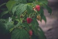 Summer`s Ripe Raspberries in the garden