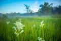 Summer\'s Symphony: Blossoming Meadow Serenade in the Morning Light