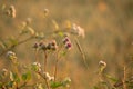 Summer\'s Symphony: Blossoming Meadow Serenade in the Morning Light