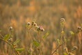 Summer\'s Symphony: Blossoming Meadow Serenade in the Morning Light