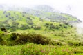 Lush green landscape, trees and foggy mountains in Ayn Khor tourist resort, Salalah, Oman