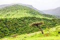 Lush green landscape, trees and foggy mountains in Ayn Khor tourist resort, Salalah, Oman Royalty Free Stock Photo