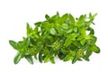 Summer savory