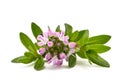 Summer savory flower