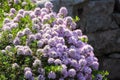 Summer savory in the garden