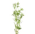 Summer savory isolated on white Royalty Free Stock Photo