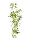 Summer savory plant on white Royalty Free Stock Photo