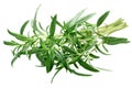 Summer savory Satureja hortensis bundle, paths Royalty Free Stock Photo